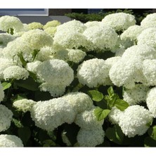 Serada Decor Plant Ortanca Hydrangea Arborescens Strong Anabel 2L-40CM