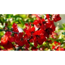 Serada Decor Plant Videolu 1 Adet Kırmızı Bahar Dalı Çiçeği Fidanı 30-60 cm Tüplü Çiçekli Bodur Bitkiler Spring Flowers