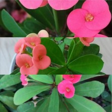 Serada Decor Plant Pembe Dikenler Tacı