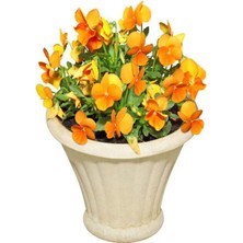 Serada Decor Plant Videolu Turuncu Hercai Menekşe (5 15 Cm)1 Adet Saksılı Çiçekli Bodur Bitki Petunia