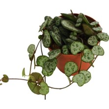 Serada Decor Plant Kalp Kalbe Karşı Çiçeği Ceropegia Woodii Ev Ofis Bitkisi 8.5.cm Saksıda
