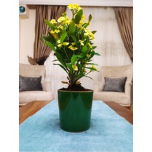 Serada Decor Plant Dev Dikenler Tacı Çiçekçilik