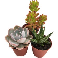 Serada Decor Plant Sukulent Kaktüs Seti 3 Adet