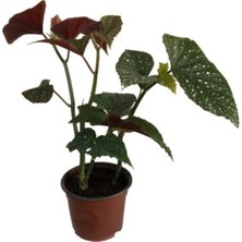 Serada Decor Plant Çilli Begonya