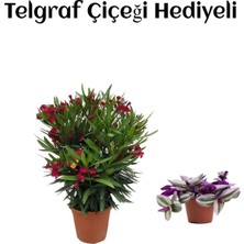 Serada Decor Plant Kırmızı Renk Bodur Zakkum Fidanı Sevgililer Gününe Özel Telgraf Hediyeli