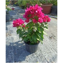 Serada Decor Plant Videolu Pembe Çiçekli Begonvil (25 50 Cm) 1 Adet Saksılı Çiçekli Iç Mekan Bitkisi Bougainvillea