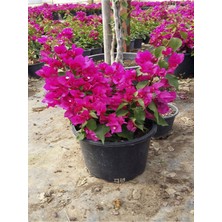 Serada Decor Plant Videolu Koyu Pembe Begonvil (30 40 Cm)1 Adet Saksılı Çiçekli Bodur Bitki Bougainvillea