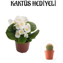 Serada Decor Plant Hediyelik Beyaz Şeker Begonya Çiçeği Sevgililer Gününe Özel Kaktüs Hediyeli