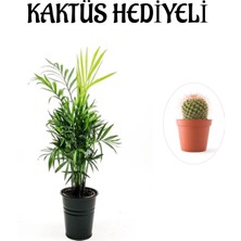 Serada Decor Plant Sevgililer Gününe Özel Şamador Dağ Palmiyesi Bitkisi Kaktüs Hediyeli