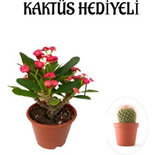 Serada Decor Plant Kırmızı Çiçekli Kaktüs Milli Dikenler Tacı Sevgililer Gününe Özel Kaktüs Hediyeli