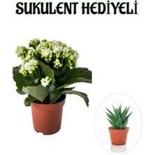Serada Decor Plant Sevgililer Gününe Özel Beyaz Renk Kalanşo-Emel Hanım Çiçeği Sukulent Hediyeli