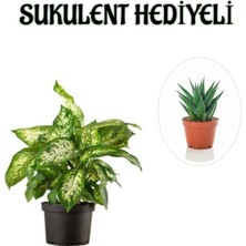 Serada Decor Plant Hediyelik Zarif Yapraklı Difenbahya Bitkisi Sevgililer Gününe Özel Sukulent Hediyeli
