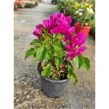 Serada Decor Plant Bodur Begonvil