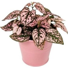 Serada Decor Plant Pembe Hostes Çiçeği