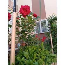 Serada Decor Plant Videolu Özel Seri Gül Fidanı Kırmızı Renk (30 40 Cm) 1 Adet Aşılı Gül Red Rose