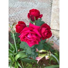 Serada Decor Plant Videolu Özel Seri Gül Fidanı Kırmızı Renk (30 40 Cm) 1 Adet Aşılı Gül Red Rose