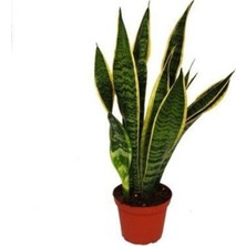 Serada Decor Plant Videolu 1 Adet Kılıç Çiçeği Fidanı 20-40CM Saksılı Çiçekli Bodur Bitkiler Gladiolus