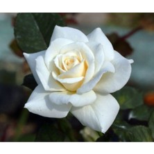 Serada Decor Plant Bulgar Gülü Beyaz Çiçeği Fidanı