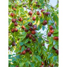 Serada Decor Plant Videolu Bol Verimli Hünnap Fidanı (150 200 Cm)1 Adet Tüplü Dış Mekan Bitkisi Ziziphus Jujuba