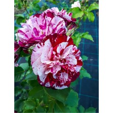 Serada Decor Plant Videolu Yediveren Çift Renkli Türkiyem Kokulu Gül (30 70 Cm) 1 Adet Saksılı Aşılı Gül Rose Of Turkey