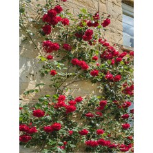 Serada Decor Plant Videolu Kırmızı Sarmaşık Gül Fidanı Kokulu (90 140 Cm)1 Adet Tüplü Aşılı Gül Red Rose