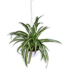 Serada Decor Plant Kurdela Çiçeği - Chlorophytum - Askılı Saksı'da