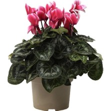 Serada Decor Plant Pembe Siklamen Çiçeği