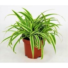Serada Decor Plant Kurdela Çiçeği Ev Ofis Iç Mekan Bitkisi 12 cm Saksıda