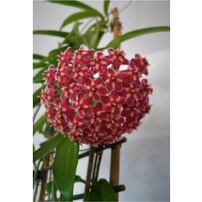 Serada Decor Plant Mum Çiçeği Kırmızı Hoya Carnosa Kokulu 1.kalite 9 cm Saksıda