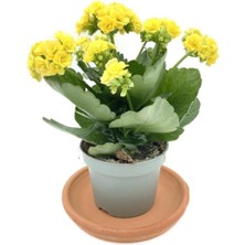 Serada Decor Plant Kalanchoe (Kalanşo) Sarı