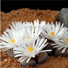 Serada Decor Plant Pleiospilos Nelii Lithops Beyaz Çiçek Açan Taş Kaktüs(Yaşayan Taşlar)