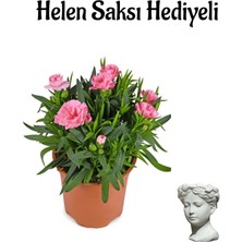 Serada Decor Plant Hediyelik Mis Kokulu Pembe Karanfil Çiçeği Sevgililer Gününe Özel Helen Saksı Hediyeli