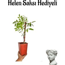 Serada Decor Plant Mor Salkım Çiçeği Fidanı Sevgililer Gününe Özel Helen Saksı Hediyeli