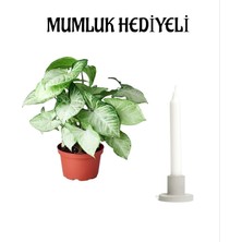 Serada Decor Plant Özel Gün Hediyesi Melek Kanadı Çiçeği Sevgililer Gününe Özel Mumluk Hediyeli