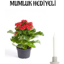 Serada Decor Plant Kırmızı Renk Kalanşo(Kalanchoe) Çiçeği Mumluk Hediyeli Sevgililer Gününe Özel