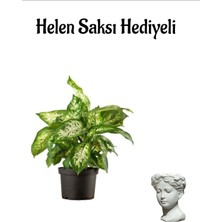 Serada Decor Plant Hediyelik Difenbahya Bitkisi Sevgililer Gününe Özel Helen Saksı Hediyeli