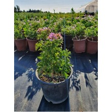 Serada Decor Plant Itır (Pelargonium Graveolens)