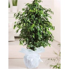 Serada Decor Plant Benjamin Çiçeği Danielle 100 cm