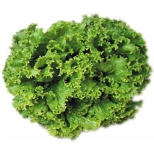 Serada Decor Plant Şamba Kıvırcık Marul Tohumu 100 Adet Tohum