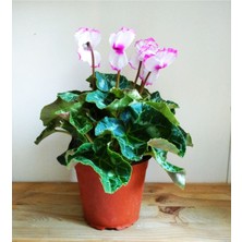 Serada Decor Plant Büyük Boy Sıklamen Pembe Beyaz Hediyelik Çiçek