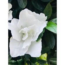 Serada Decor Plant Videolu 1 Adet Hediyelik Mis Kokulu Gardenya Çiçeği 25-35 cm Saksılı Iç Mekan Gardenia