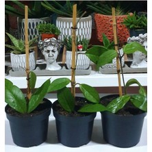 Serada Decor Plant Mum Çiçeği Hoya Carnosa 1 Adet