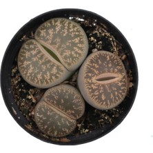 Serada Decor Plant Lithops Hookeri Taş Kaktüs