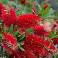 Serada Decor Plant Fırça Çalısı Çiçeği Fidanı