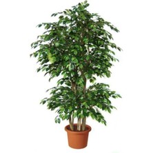 Serada Decor Plant Benjamin Bitkisi Salon Bitkisi