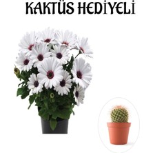 Serada Decor Plant Hediyelik Beyaz Renk Bodrum Papatyası Sevgilier Gününe Özel Kaktüs Hediyeli