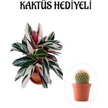 Serada Decor Plant Pembe Renk Dua Katalya Çiçeği Sevgililer Gününe Özel Kaktüs Hediyeli