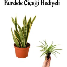Serada Decor Plant Harika Görünümlü Sarı Renkli Paşa Kılıcı Bitkisi Sevgililer Gününe Özel Kurdele Çiçeği Hediyeli