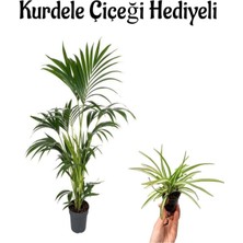 Serada Decor Plant Areka Salon Palmiyesi Bitkisi(Areca Paplm) Sevgililer Gününe Özel Kurdele Çiçeği Hediyeli