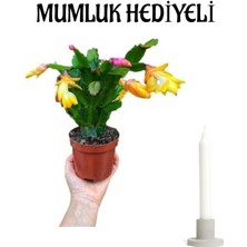 Serada Decor Plant Sevgililer Gününe Özel Sarı Yılbaşı Çiçeği Mumluk Hediyeli Iç Mekan Çiçeği